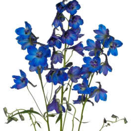 Royal Blue Delphinium (10 Stems) Bunch