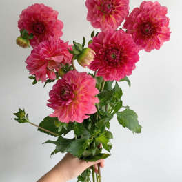 Salmon Dahlia Bunch (5 per bunch)