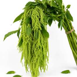 Green Amaranthus Bunch