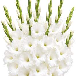 White Gladiolus Bunch (10 stems)