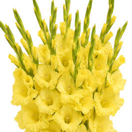 Yellow Gladiolus Bunch (10 Stems)