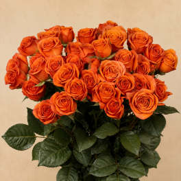Orange Spray Roses