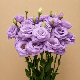 Lavender Lisianthus