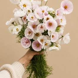 White Cosmo Bunch