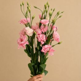 Pink Lisianthus