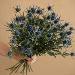 Blue Thistle Bunch