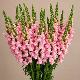 PINK SNAPDRAGONS