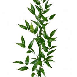 Italian Ruscus (5 Stems)