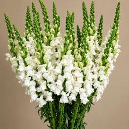WHITE SNAPDRAGONS