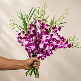 Bombay Dendrobium Orchid