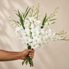 White Dendrobium Orchid
