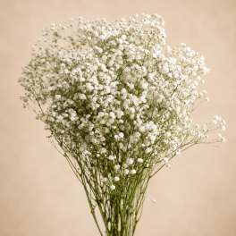 Bouquet of white baby's breath flowers against a beige background