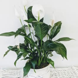 White peace lilies in a white pot with a ribbon