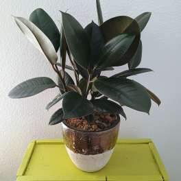 Potted rubber plant with dark green leaves in a ceramic pot