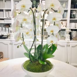 White orchids arranged in a shallow white bowl with moss