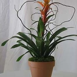 Potted tropical plant with long green leaves and orange-red top bracts