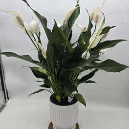 Spathiphyllum/peace lily Comfort Planter
