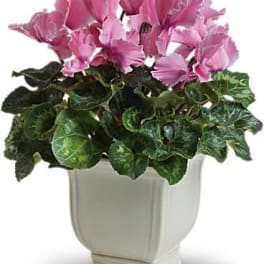 Sunny Cyclamen