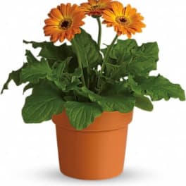 Rainbow Rays Potted Gerbera - Orange