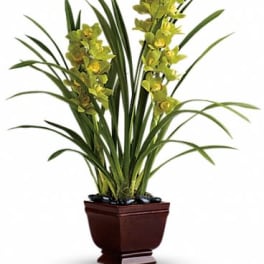 Teleflora's Splendid Orchids