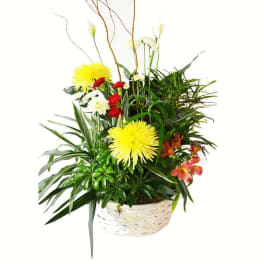 Sympathy Green Planter With Fresh Flowers