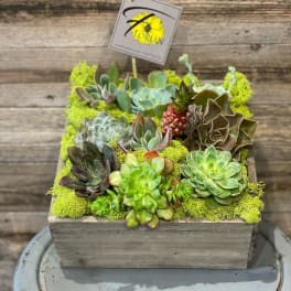 Square wooden planter filled with assorted succulents and moss with a small branded card pick.