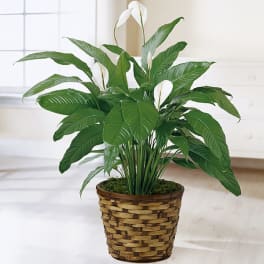 Potted peace lily with white blooms in a woven basket planter