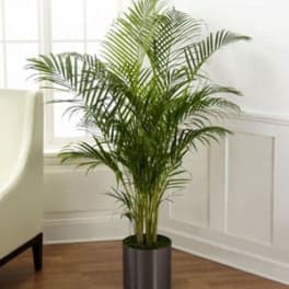 Tall potted palm plant in a metal container