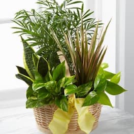 Basket of assorted green houseplants with a yellow ribbon