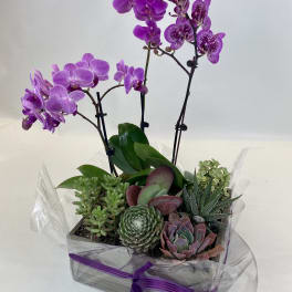 Violet Oasis