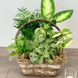 Mixed green houseplants arranged in a wicker basket planter