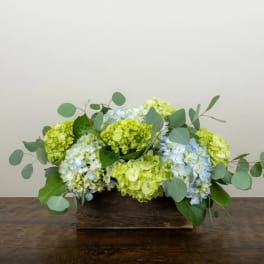 Low arrangement of green and blue hydrangeas in a wooden box