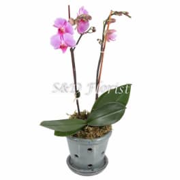 Potted pink orchid plant in a gray ceramic pot