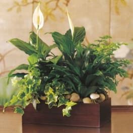 Potted peace lily arrangement with ivy in a rectangular planter