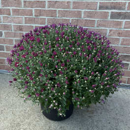 Potted purple chrysanthemum plant with many small blooms