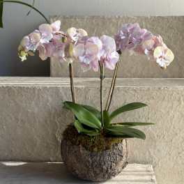 Mother's Day Arrangement #7