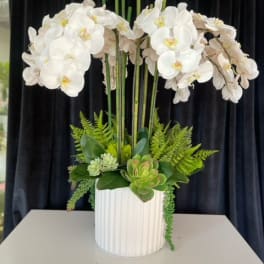 White orchid arrangement in a ribbed white vase with succulents and ferns