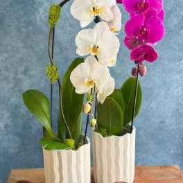 Two potted orchid plants in white ceramic pots with a candle in front