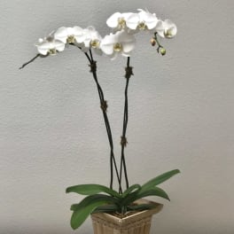 White orchid plant in a square decorative pot