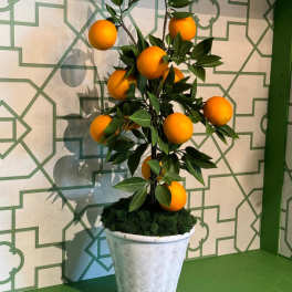 Potted faux orange tree in a white textured planter
