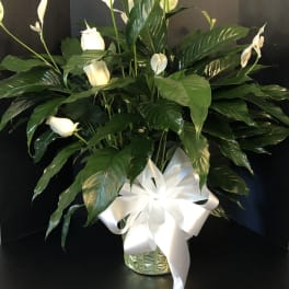 White peace lilies in a glass vase with a white ribbon bow