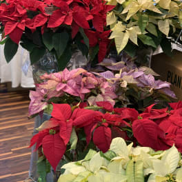 Clusters of red, pink, and cream poinsettias in pots