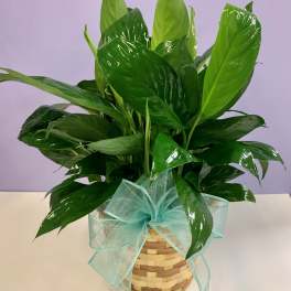 Potted green houseplant in a woven basket with a blue ribbon