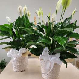 White peace lilies in white wicker baskets with ribbon bows