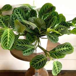 Potted plant with dark green striped leaves in a white container