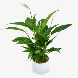 Potted green peace lily plant with white blooms in a textured white pot