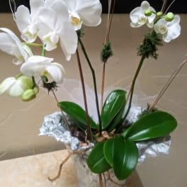 White orchid plant in a wrapped pot with glossy green leaves