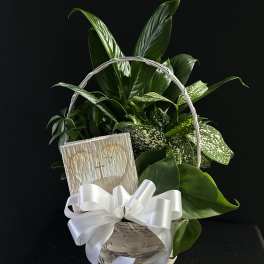 Basket of green houseplants with a white ribbon and sympathy card