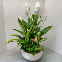 White peace lilies and green foliage in a white bowl planter.
