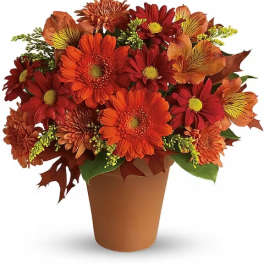 Orange and red daisy bouquet in a brown pot